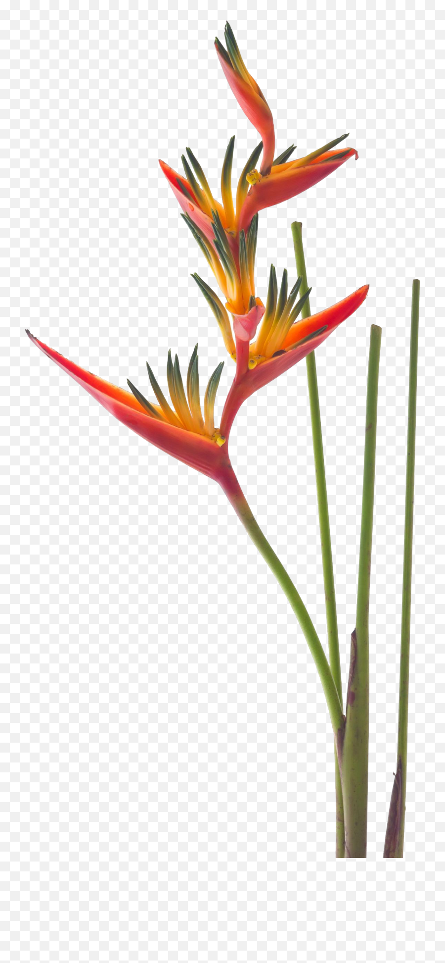 Heliconia Png - Bird Of Paradise Flower Png Emoji,Push Pin And Needle Emoji