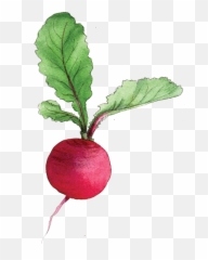 Free Png Images - Beet With A Transparent Background Emoji,Radish Emoji
