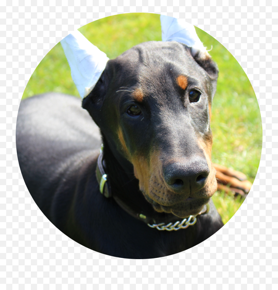 Download West Coast Doberman Ranch Is A - Doberman Dogs Emoji,West Coast Emoji