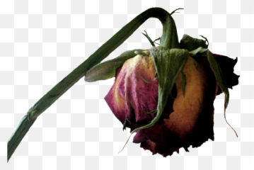 Download Dead Sticker - Flowers Png Emoji