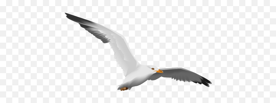 Gull Gulls Seagulls Seagull Flying - Gull Png Emoji,Seagull Emoji