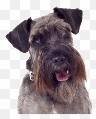 Chihuahua Clipart Schnauzer Picture 1747325 Chihuahua - Schnauzer Dog For Sale Emoji,Schnauzer Emoji