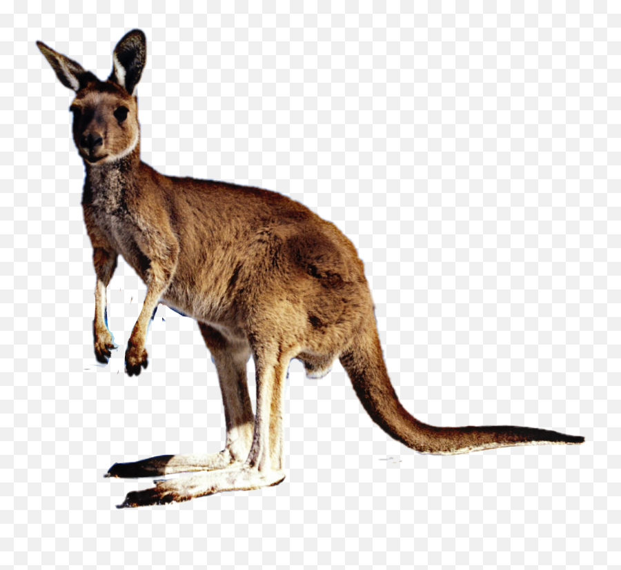 Kangaroo Sticker - Transparent Kangaroo Clipart Emoji,Kangaroo Emoji