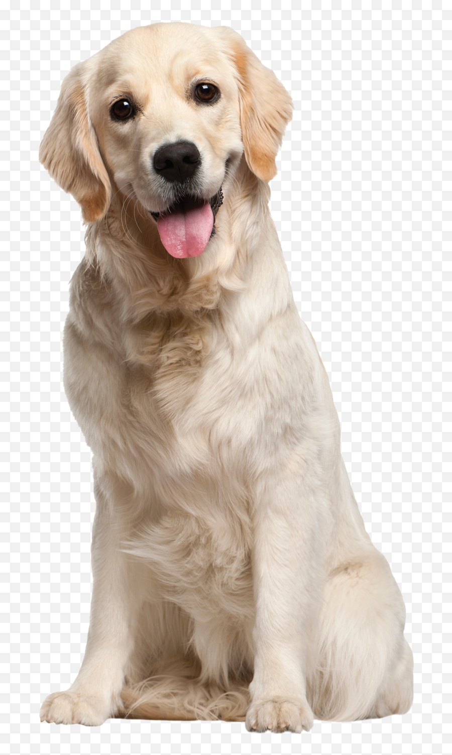 Dogs Golden Retriever - Dog Png Emoji,Golden Retriever Emoji
