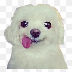 Funny Doge By Dmitrii Demurin - Pekingese Emoji,Doge Emoji