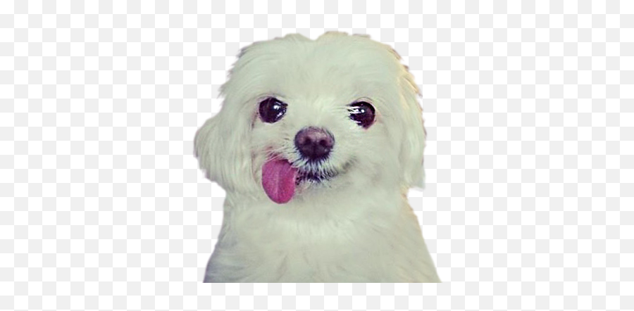 Funny Doge By Dmitrii Demurin - Pekingese Emoji,Doge Emoji