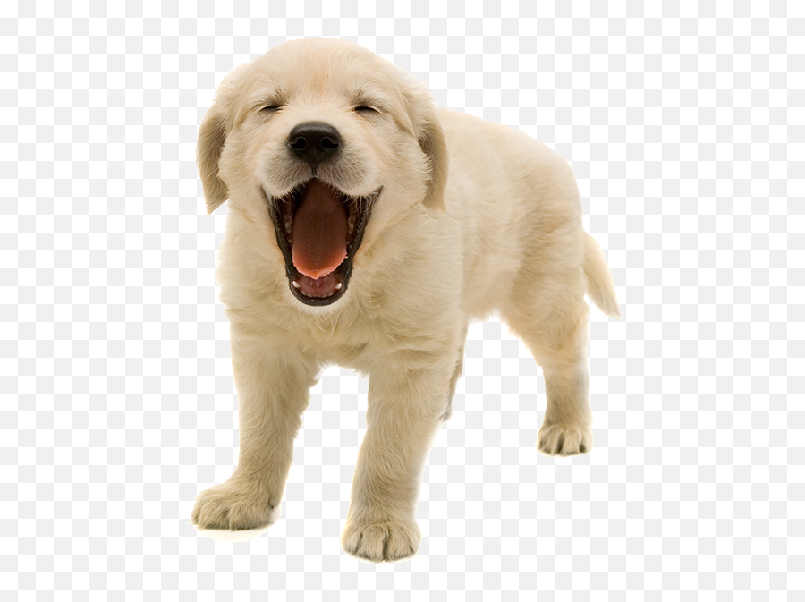 Golden Retriever Puppy Png Transparent - Golden Retriever Puppy Png Emoji,Golden Retriever Emoji
