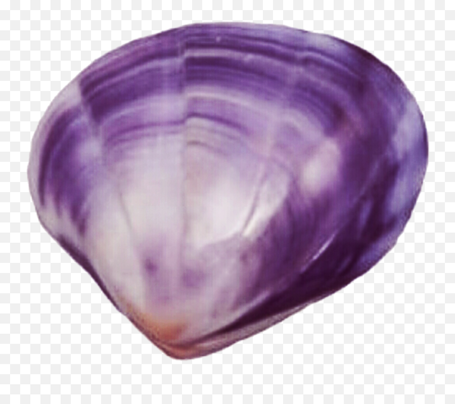 Clam Vector Transparent Png Clipart - Purple Seashell Png Emoji,Clam Shell Emoji