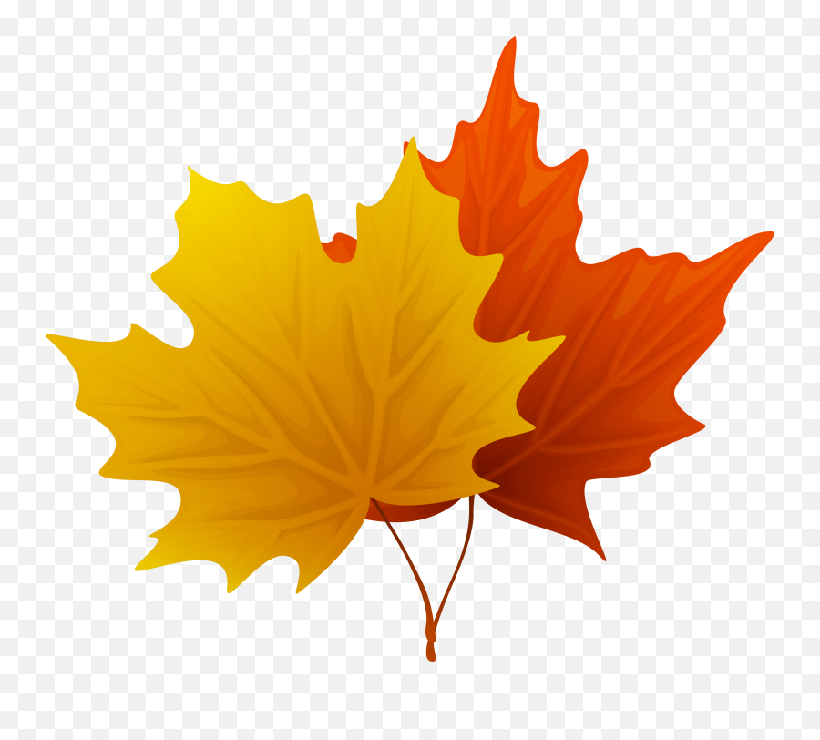 Sugar Maple Maple Leaf Autumn - Thanksgiving Leaves Clipart Emoji,Fall Leaf Emoji
