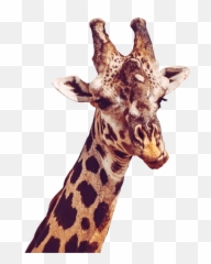 Giraffe Giraffes Petsandanimals Animals Animal Ftestick - Giraffe Gif Png Emoji,Giraffe Emoji