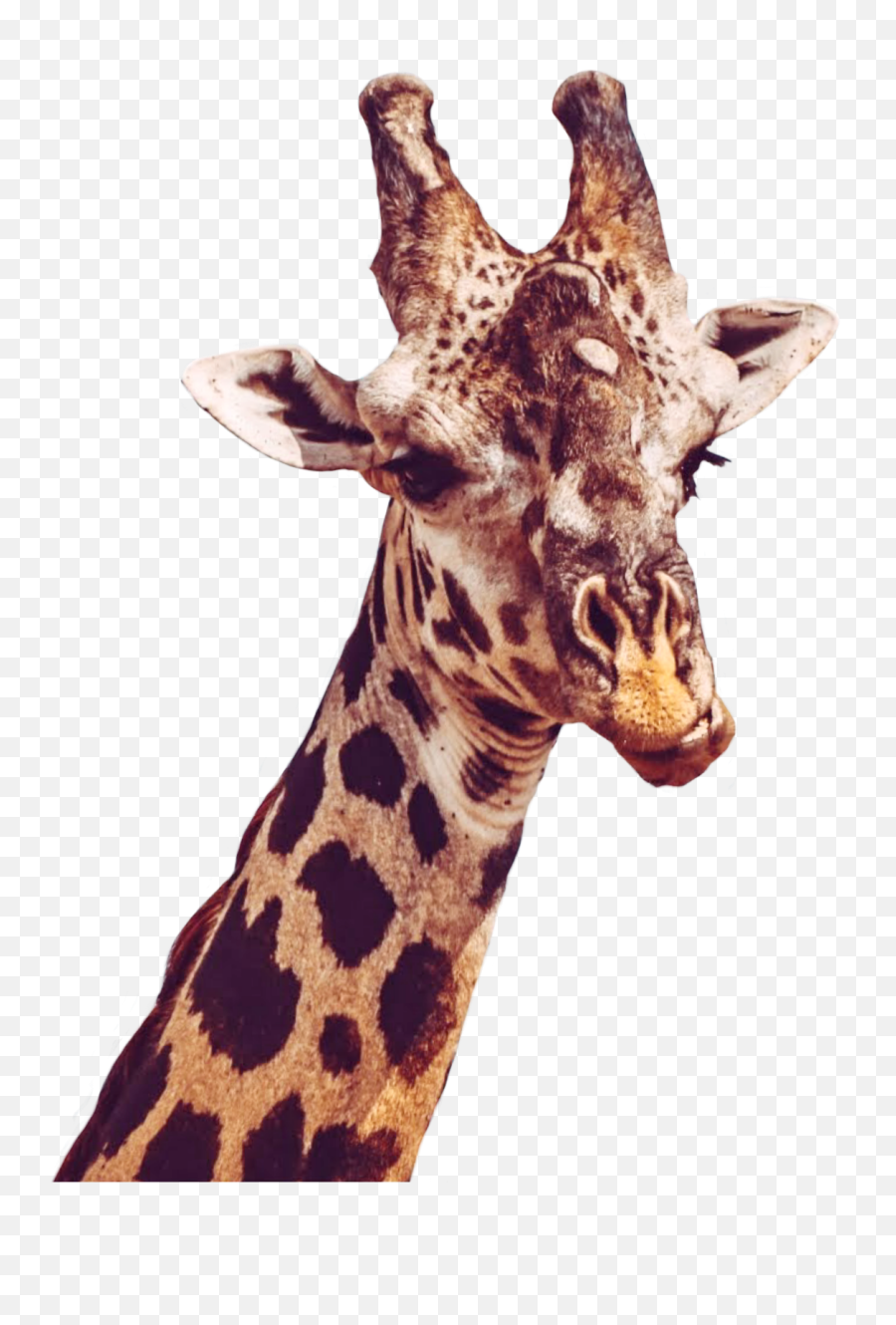 Giraffe Giraffes Petsandanimals Animals Animal Ftestick - Giraffe Gif Png Emoji,Giraffe Emoji