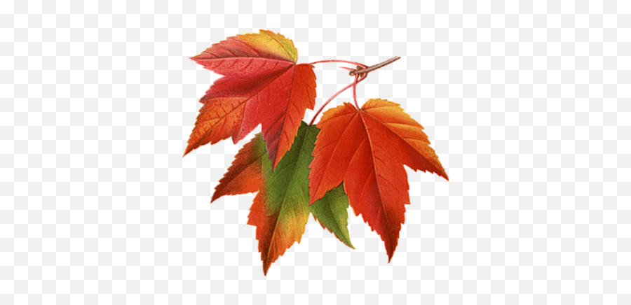 Autumn Leaves Png Images Transparent Free Download - Autumn Leaves Png Transparent Emoji,Fall Leaf Emoji