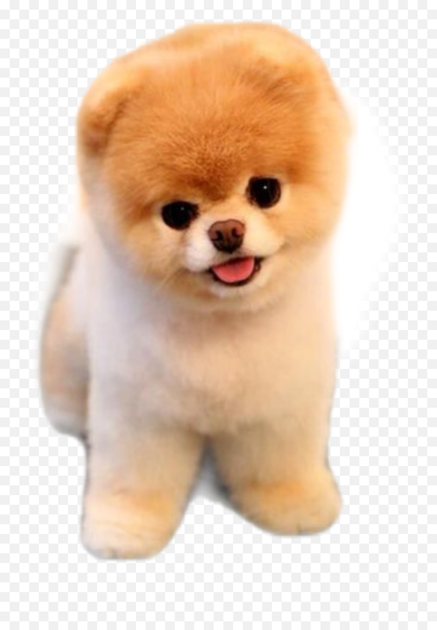 Trending Jiffpom Stickers - Pomeranian Dog Emoji,Jiffpom Emoji