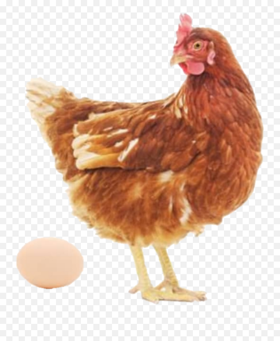 Chicken Egg Hen - Sticker By Emoji,Hen Emoji