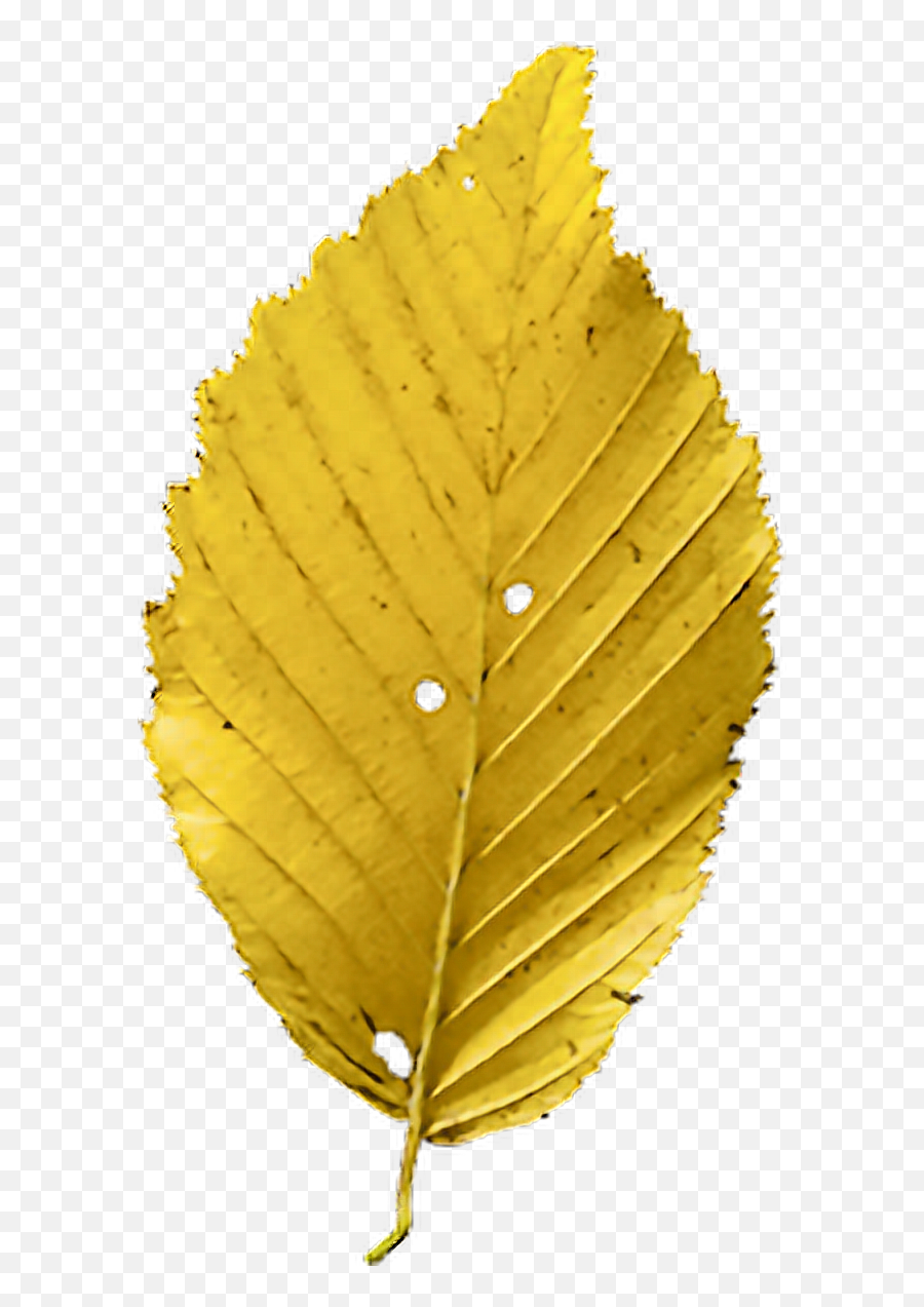 Autumn Fall Leaves Leaf - Leaves Sticker For Editing Emoji,Fall Leaves Emoji