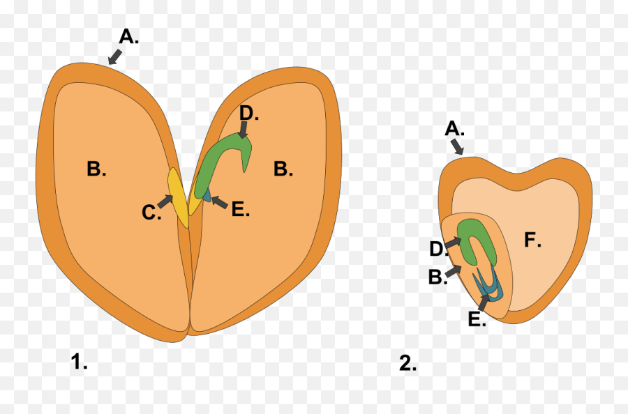 Monocot Dicot Seed - Dicot Vs Monocot Seed Germination Emoji,Seed Emoji