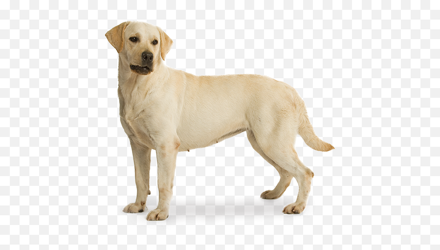 Labrador Retriever Png - Ideaal Gewicht Labrador Emoji,Water Gun Emoji Png