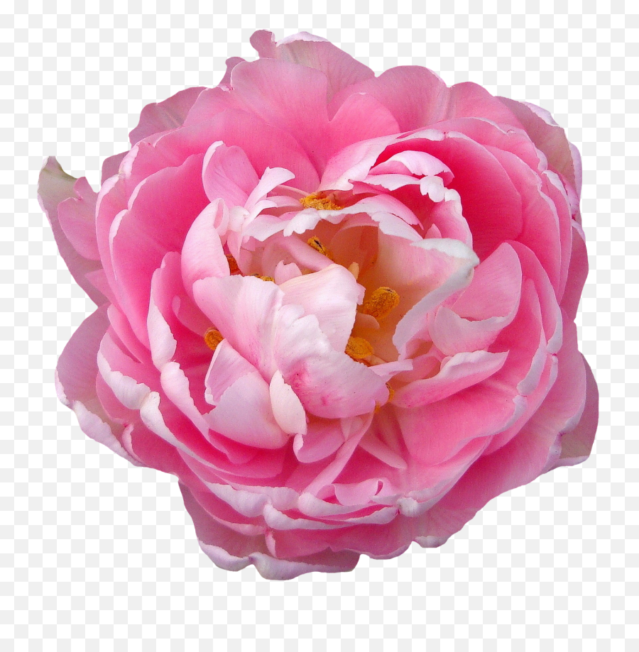 Rose Pink Blossom Bloom Flower - Png Transparwnt Pink Peony Emoji,Sakura Blossom Emoji