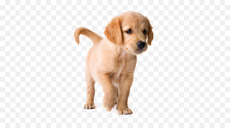 Golden Retriever Puppy Image Hq Png - Puppy Golden Retriever Png Emoji,Golden Retriever Emoji