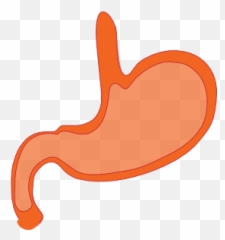 The Best Free Stomach Vector Images - Clip Art Png Emoji