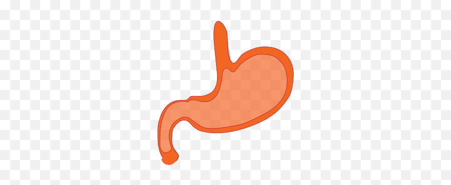 The Best Free Stomach Vector Images - Stomach Clip Art Png Emoji,Stomach Emoji