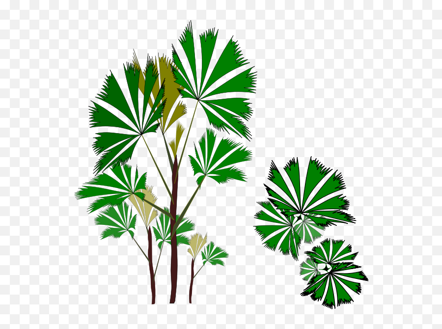 Tropical Evergreen Tree - Free Evergreen Banner Clipart Emoji,Palm Tree Book Emoji
