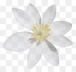 Blood Turmeric White Flower Cut Out - Transparent Background Png Emoji