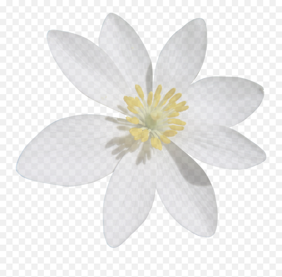 Blood Turmeric White Flower Cut Out - Transparent Background White Flower Png Emoji,Confederate Flag Emoji Download
