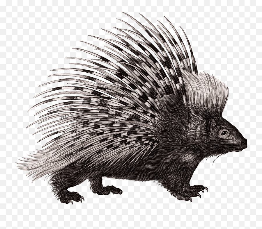 Transparent Porcupine Clipart - Porcupine Png Emoji,Porcupine Emoji