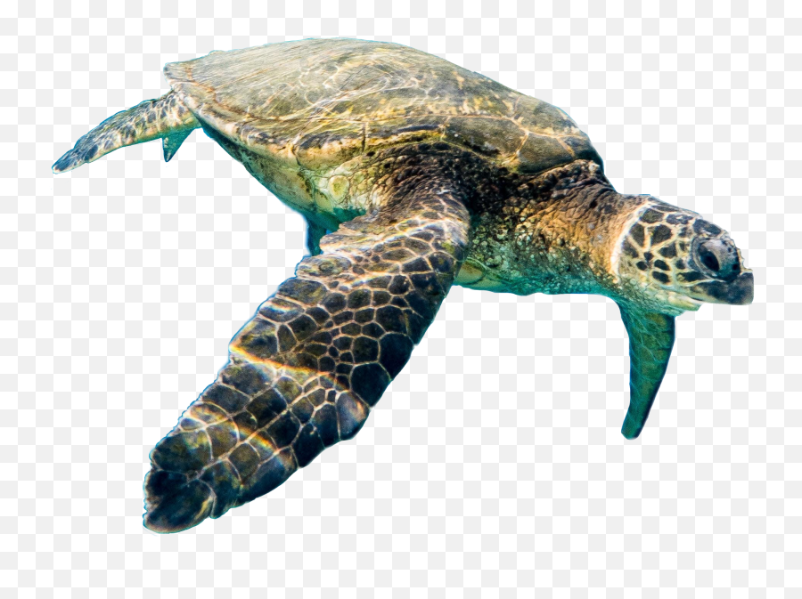 Popular And Trending Sea Turtle Stickers On Picsart - Hawksbill Sea Turtle Emoji,Sea Turtle Emoji