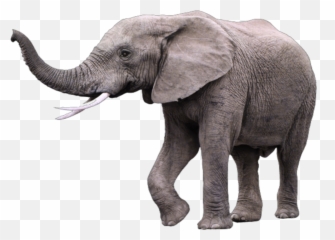 Largest Collection Of Free - Kapha Animal Emoji,Elephant Emojis