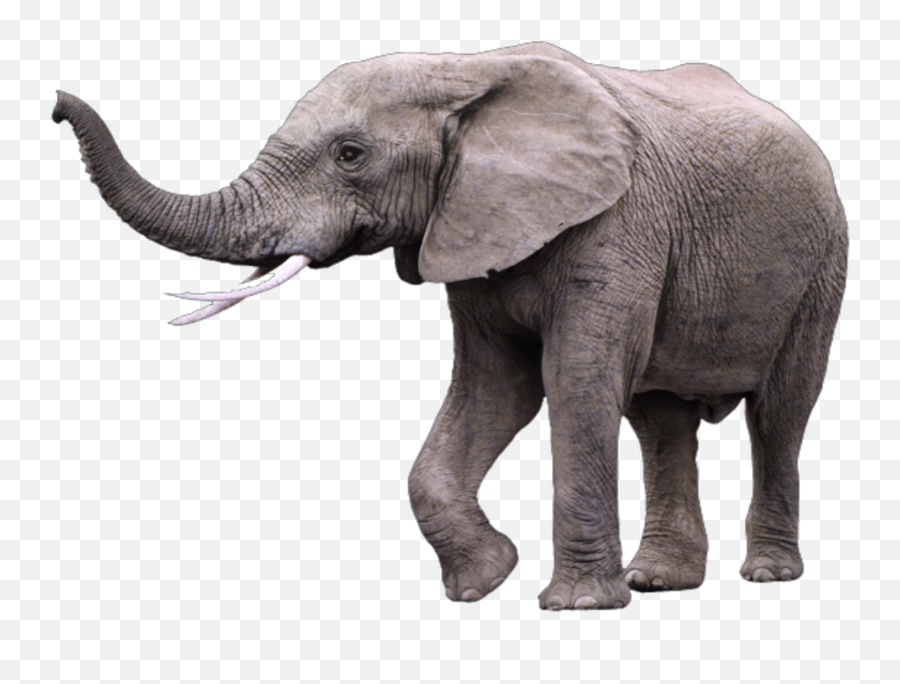 Largest Collection Of Free - Kapha Animal Emoji,Elephant Emojis