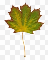 Free Photo Leaves Nature Autumn Clipart Image On - Clipartix Blade Efterår Emoji,Leaves Emoticon
