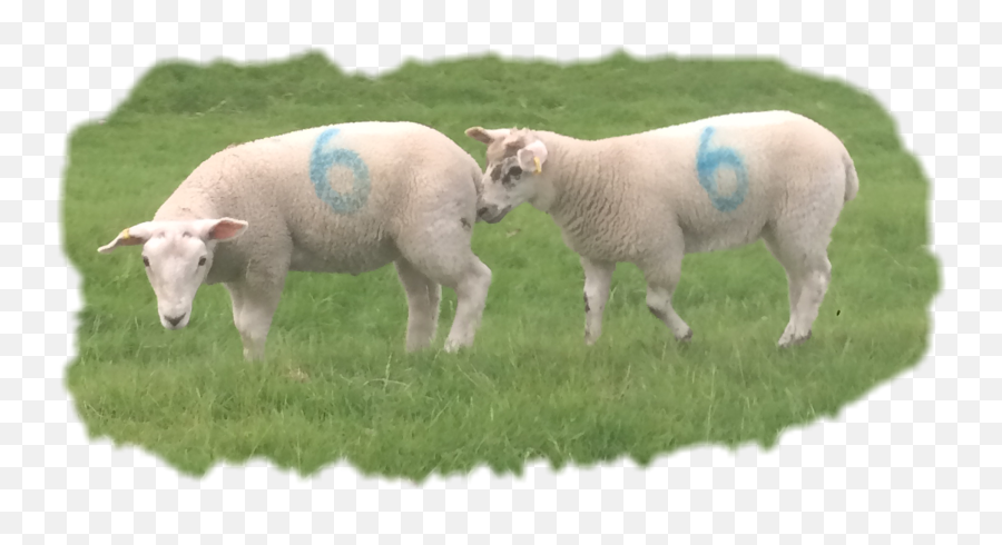 Trending Ewe Stickers - Sheep Emoji,Ewe Emoticon