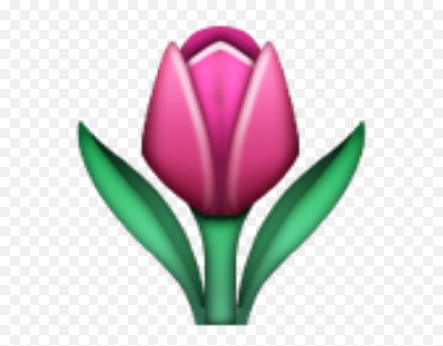 Whats The Best Vagina Emoji - Flower Tulip Emoji Png,Plant Emoji