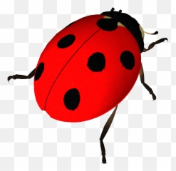 Insect Ladybird Clip Art Transprent Png - Wladybird Clipart Emoji,Ladybug Emoji