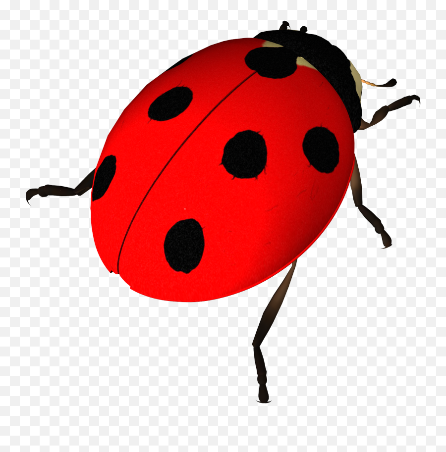 Insect Ladybird Clip Art Transprent Png - Wladybird Clipart Emoji,Ladybug Emoji