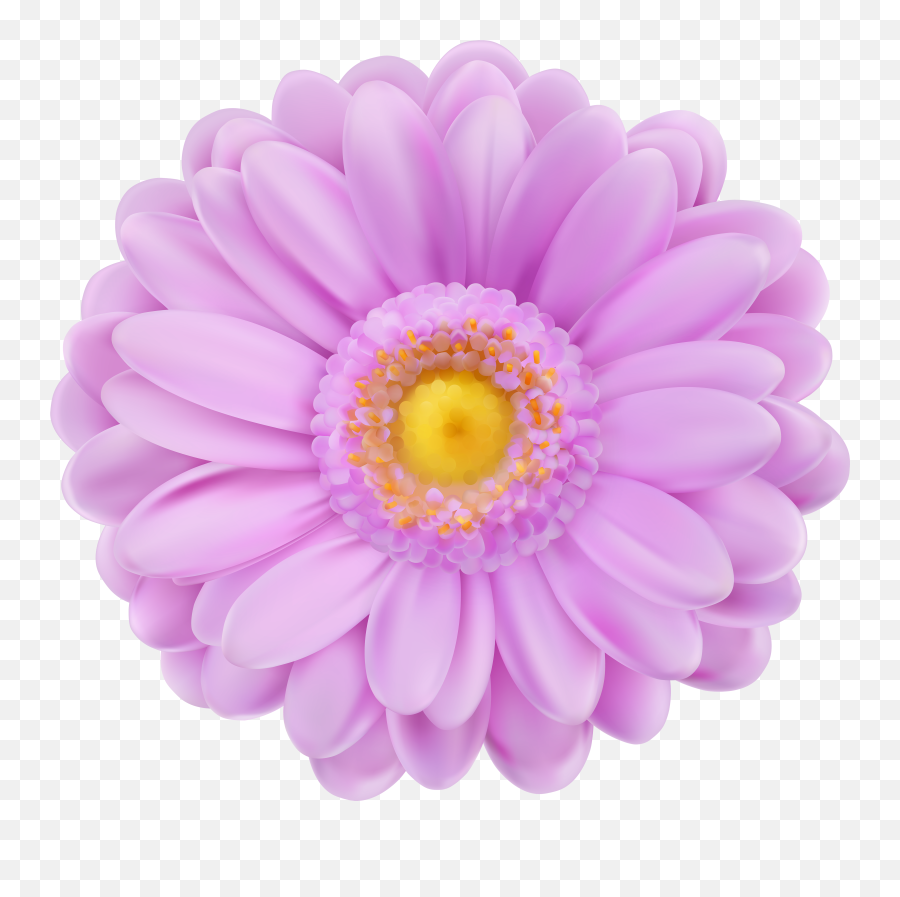 Daisy Clipart Purple Pink Flower Transparent Background Transparent Purple Flower Png Emoji Purple Flower Emoji Free Transparent Emoji Emojipng Com