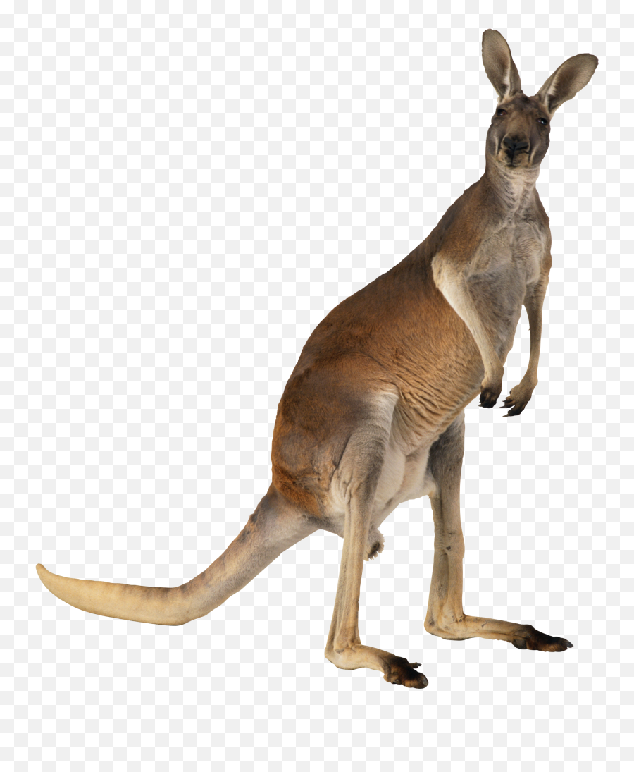 Kangaroo Sticker - Kangaroo Png Emoji,Kangaroo Emoji