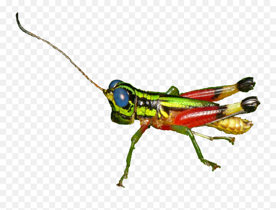 Insect Grasshopper Sticker - Parasitism Emoji,Grasshopper Emoji