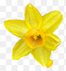 Free Yellow Flower Flower Vectors - Flower Emoji,Daffodil Emoji - free ...