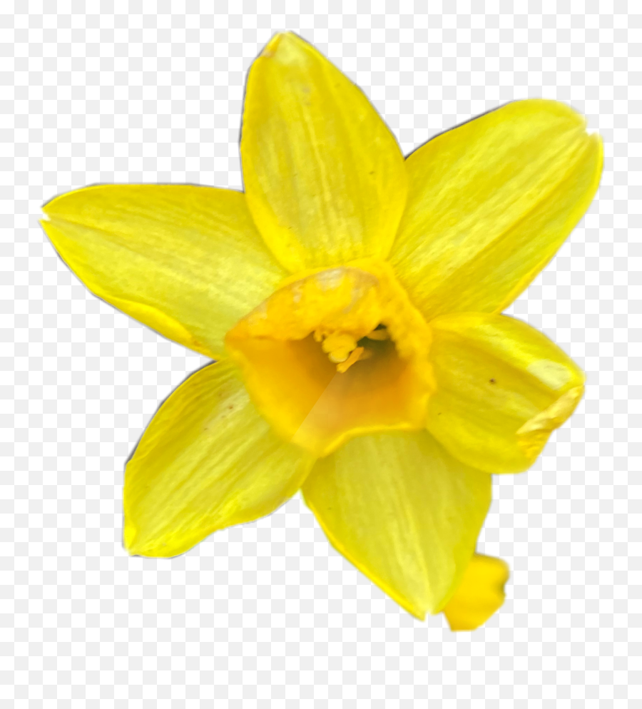 Daffodil Flower Yellow Sticker - Wild Daffodil Emoji,Daffodil Emoji