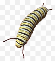 Caterpillar Butterfly Monarch Nature Aesthetic Yellow - Caterpillar Emoji,Caterpillar Emoji