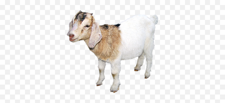 Goat - Sticker By Taliafera Goat Emoji,Goat Emoji