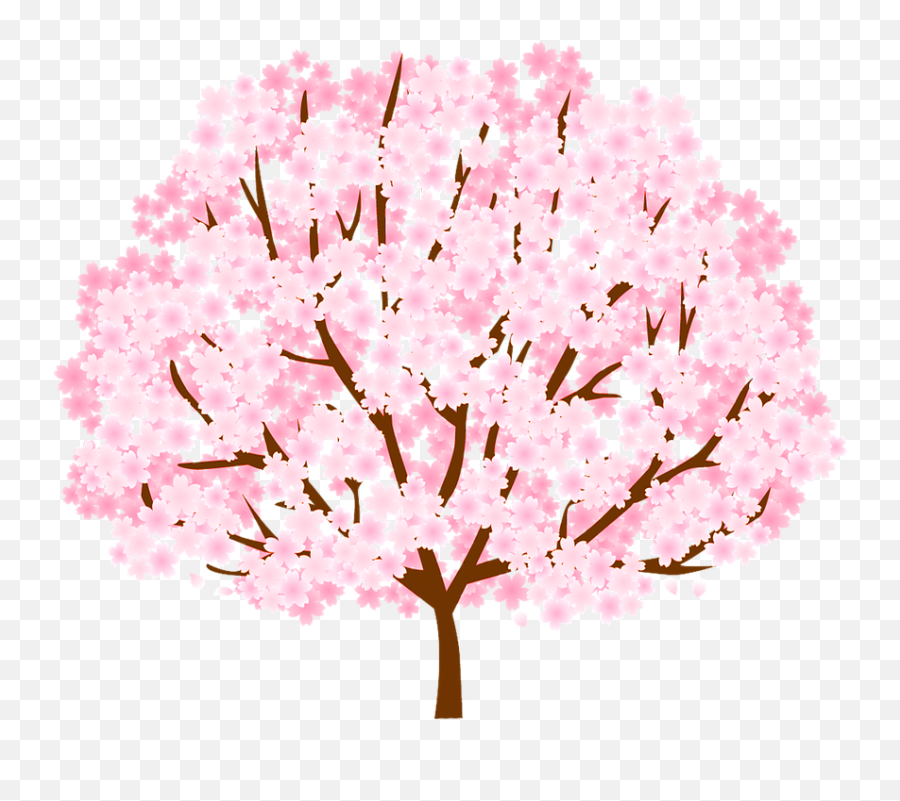 Tree Cherry Blossom Spring - Arvore De Cerejeira Png Emoji,Sakura Blossom Emoji