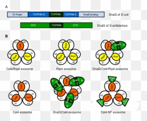 Bacterial And Archaeal Dnag - Cartoon Emoji,N Emoticon