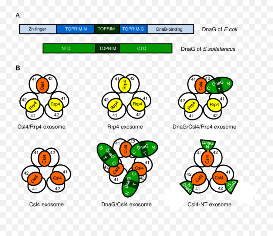 Bacterial And Archaeal Dnag - Cartoon Emoji,N Emoticon