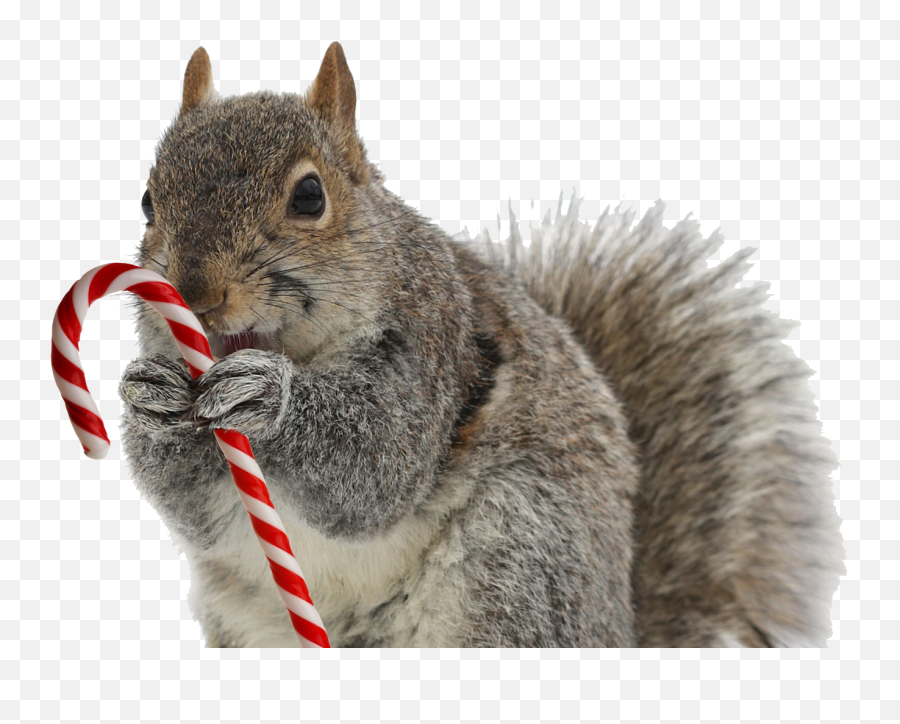 Squirrel Png Image Download - Christmas Squirrel Png Emoji,Squirrel Emoji