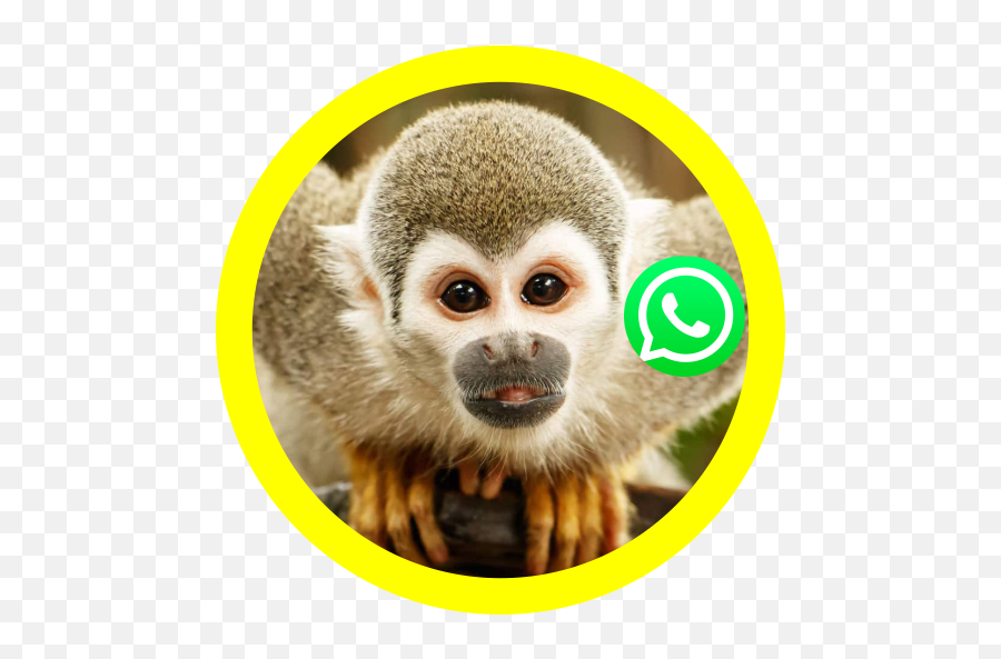 Crazy Monkey Sticker For - Whatsapp Emoji,Shy Monkey Emoji