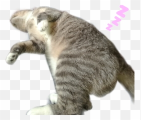 Sleepingbeauty Pussycats Lovely Zzz Emoji,Cat And Zzz Emoji